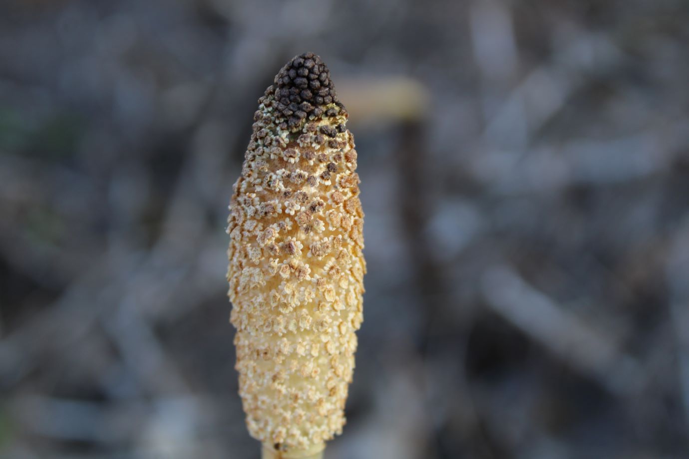 Изображение особи Equisetum telmateia.