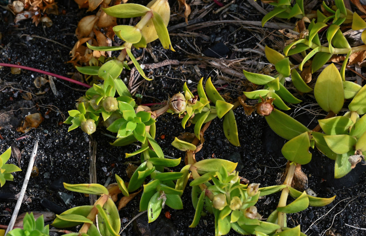 Image of Honckenya peploides ssp. major specimen.