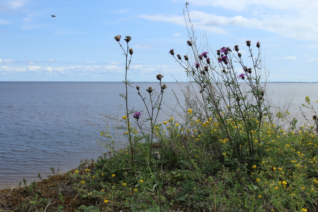 Изображение особи Centaurea scabiosa.