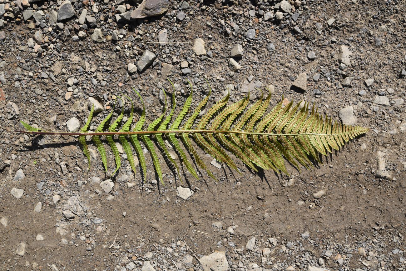 Изображение особи род Dryopteris.