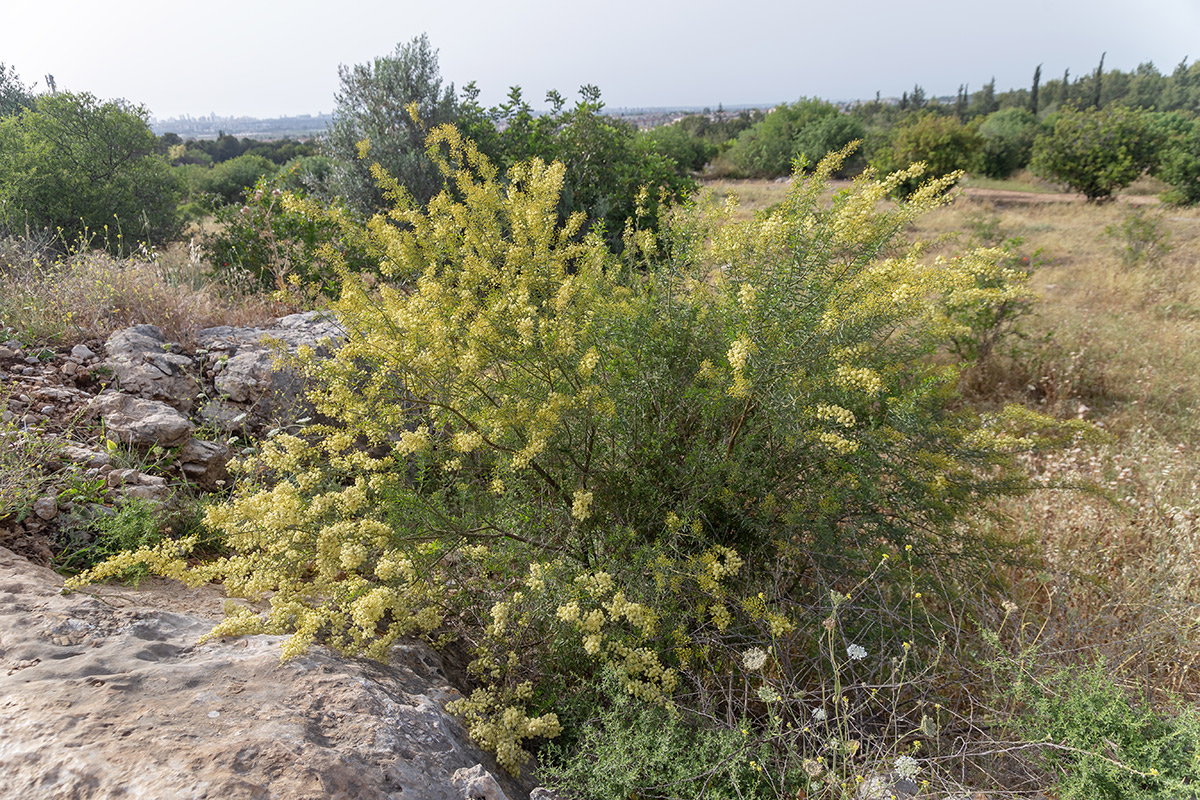 Изображение особи Acacia victoriae.