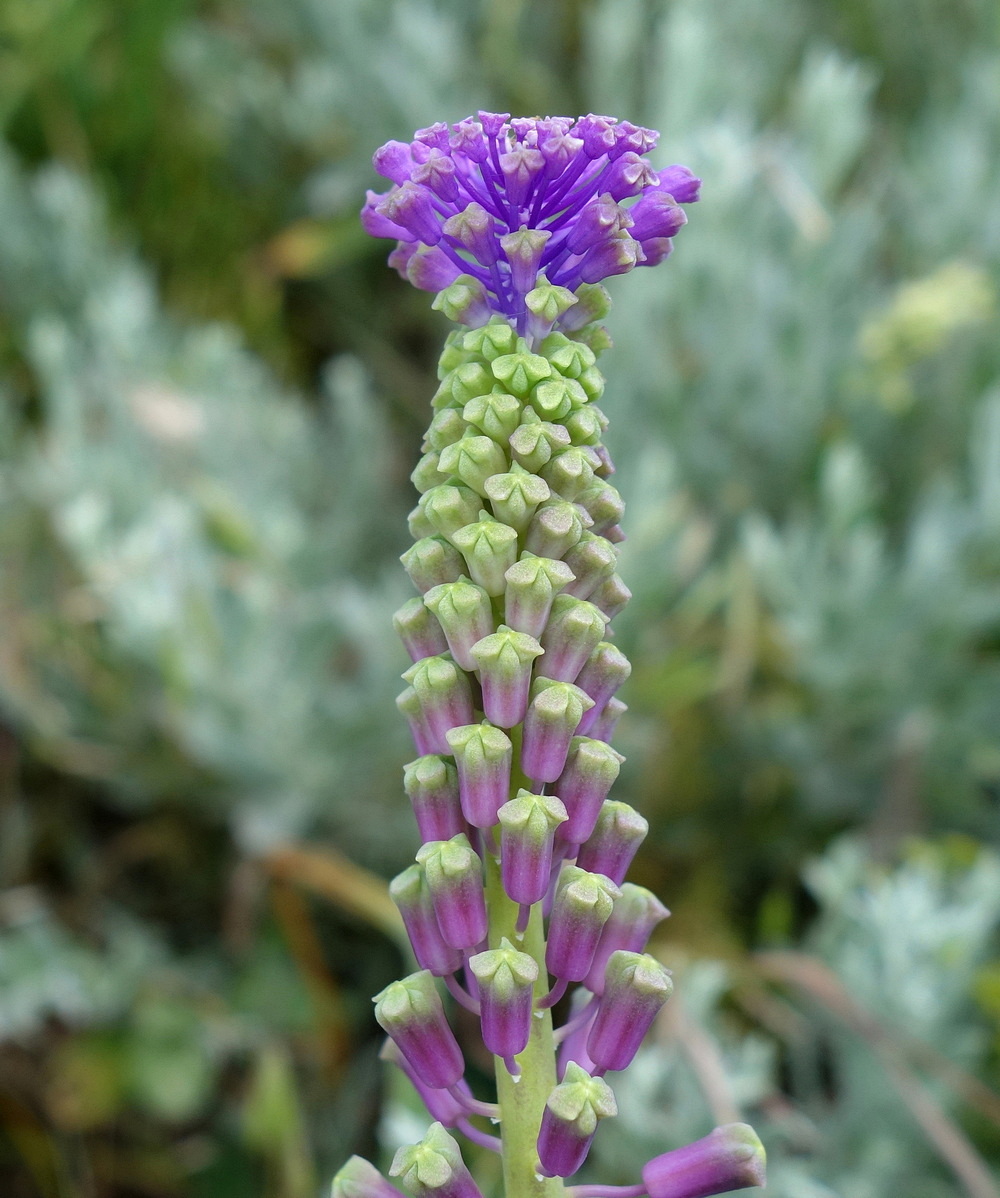 Image of Leopoldia comosa specimen.