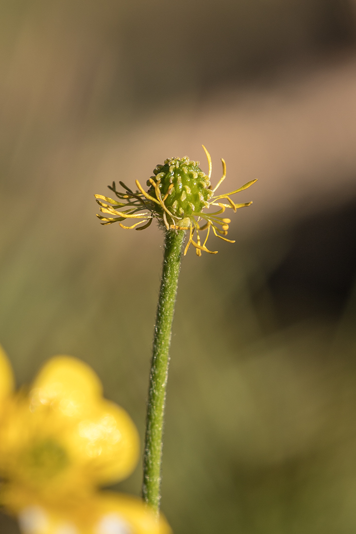 Изображение особи Ranunculus oreophilus.