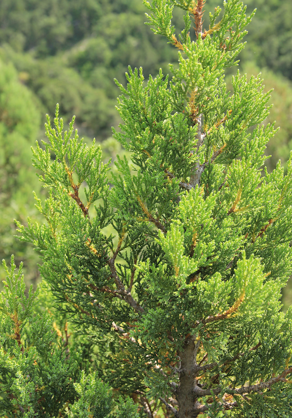 Изображение особи Juniperus foetidissima.