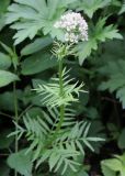 Смотреть изображение Valeriana officinalis