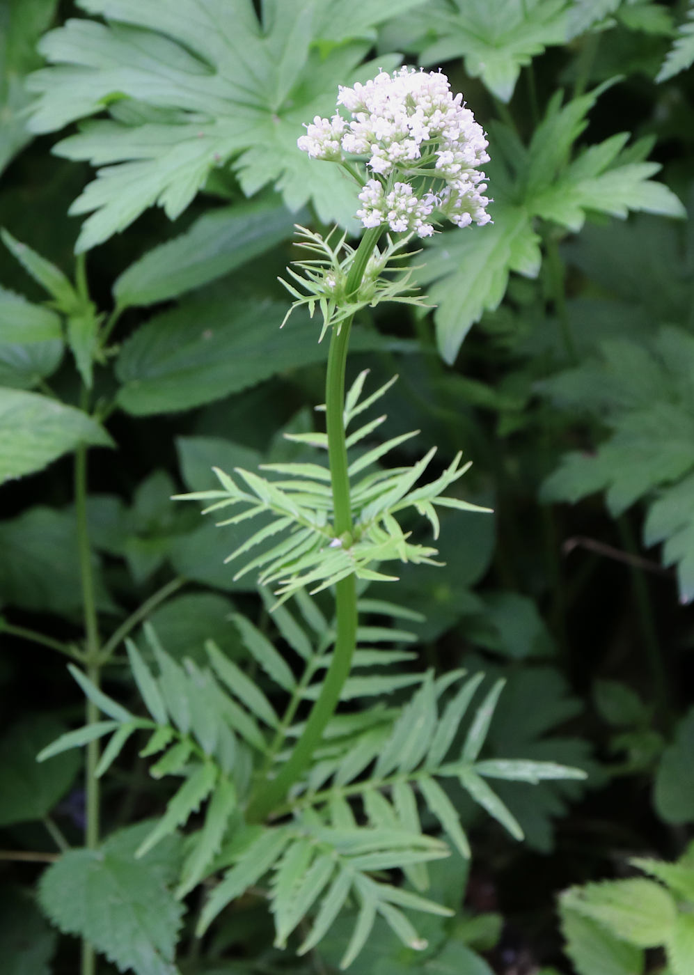 Изображение особи Valeriana officinalis.