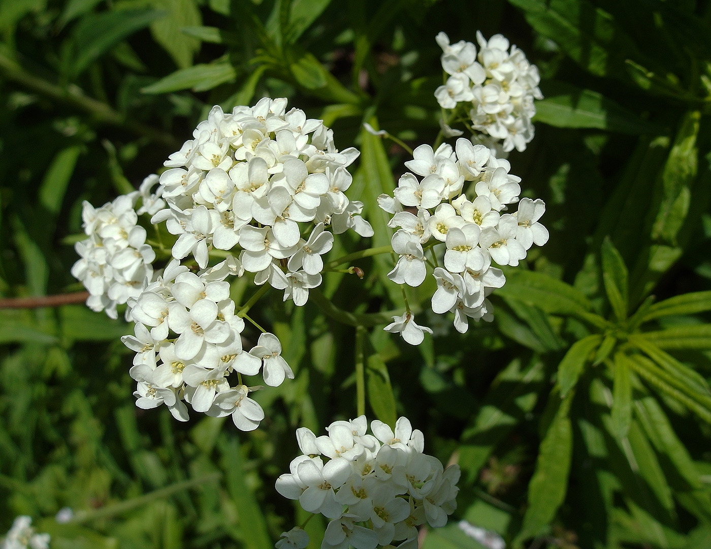 Image of Eutrema integrifolium specimen.