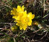 Adonis vernalis