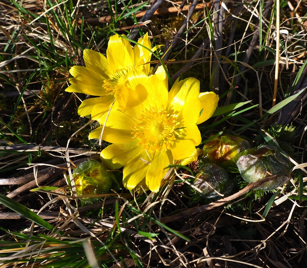 Изображение особи Adonis vernalis.