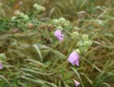 Malva thuringiaca