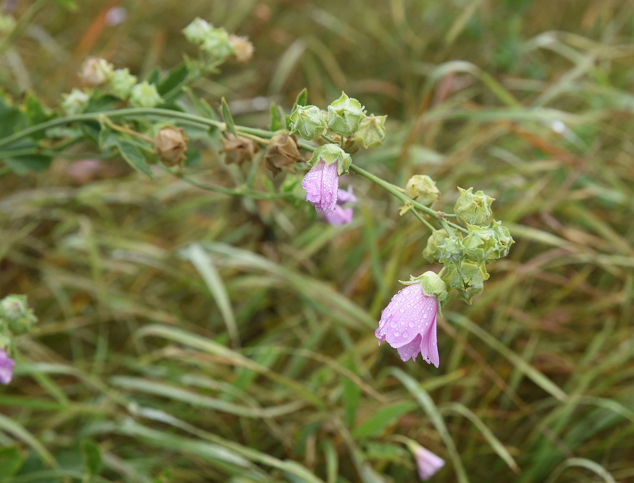 Изображение особи семейство Malvaceae.