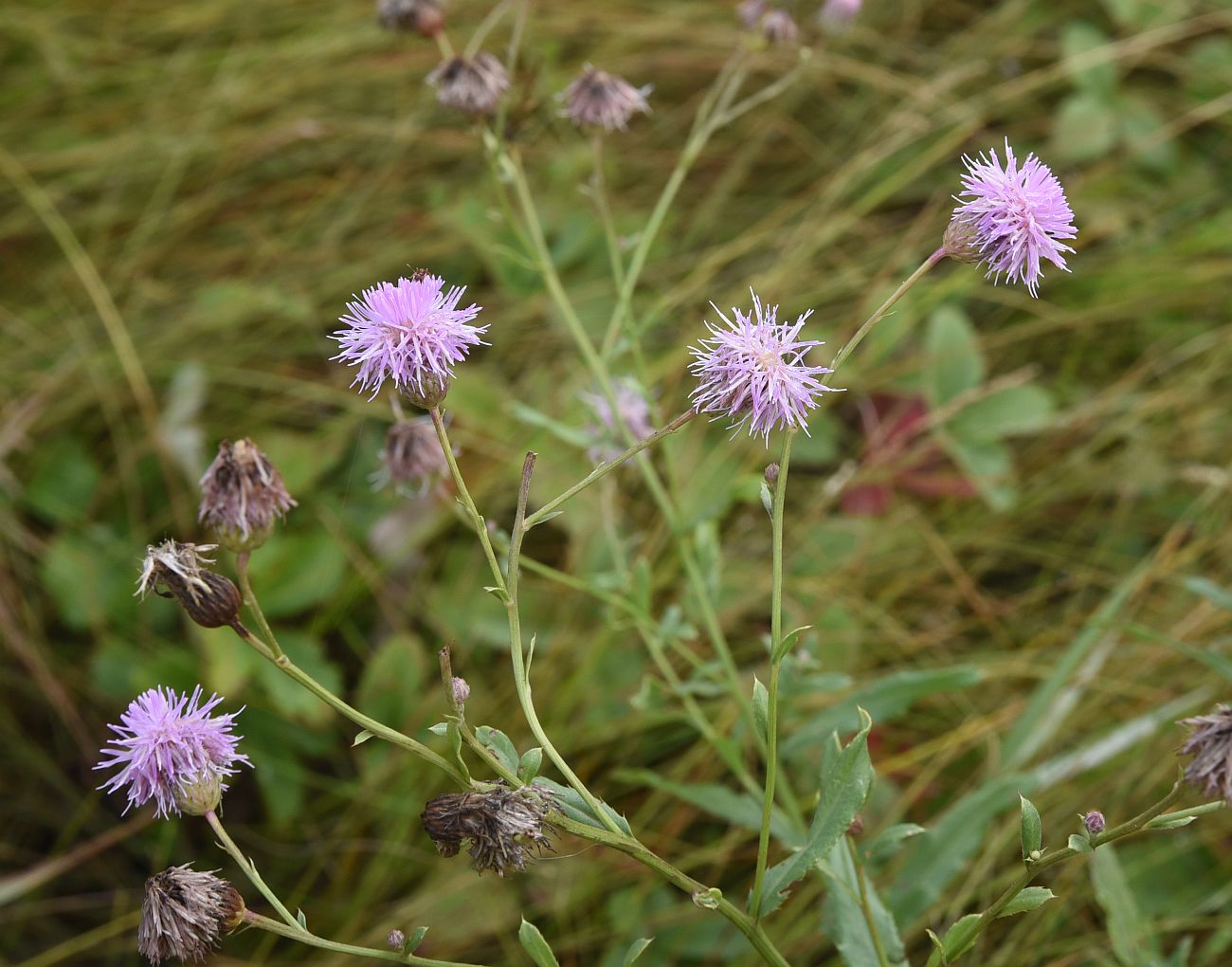 Изображение особи Cirsium incanum.