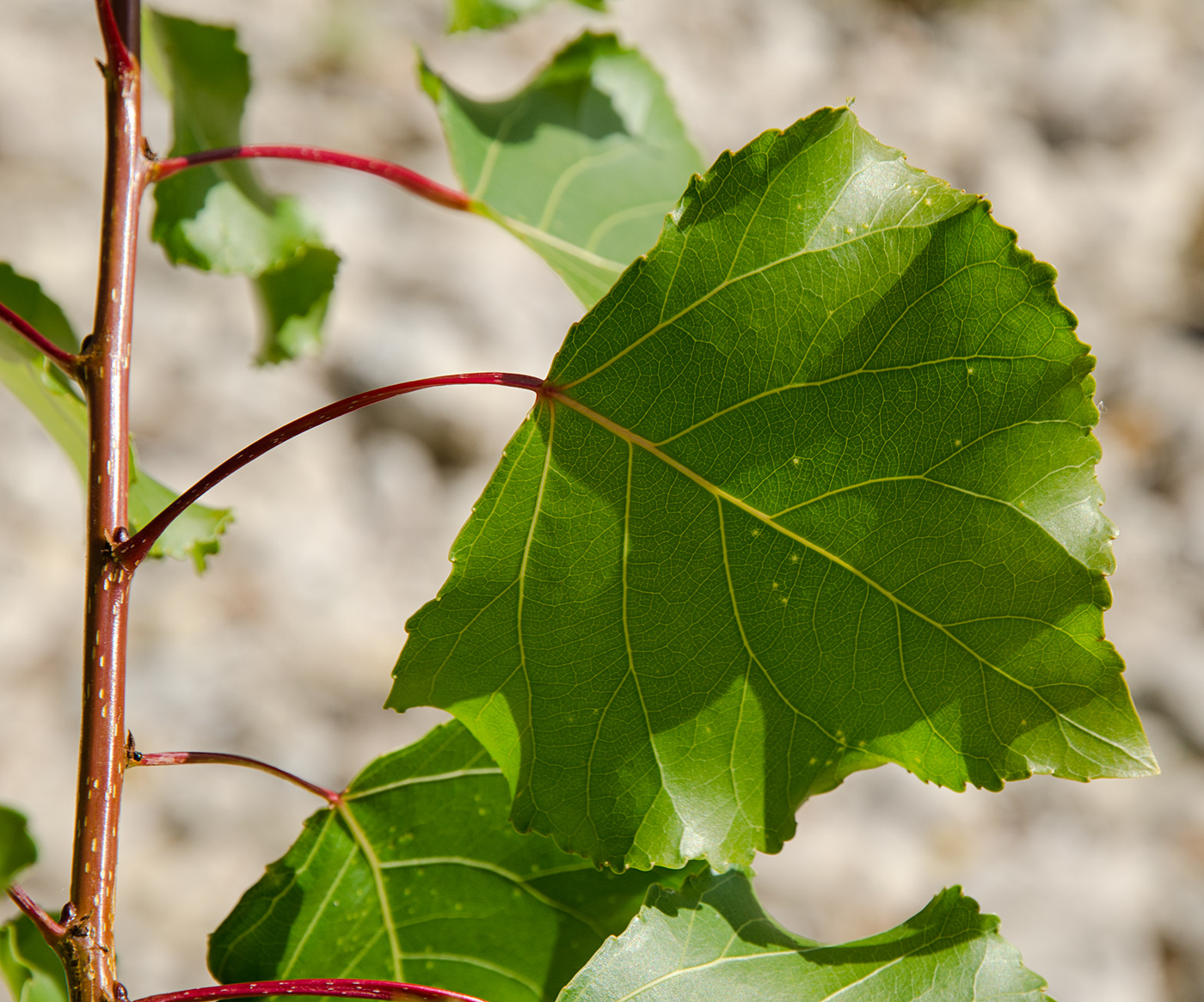 Изображение особи Populus nigra.