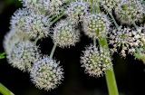 Angelica sylvestris