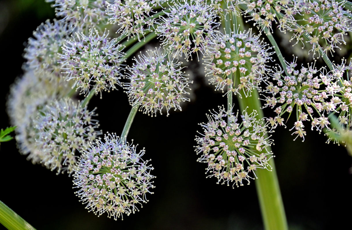 Изображение особи Angelica sylvestris.