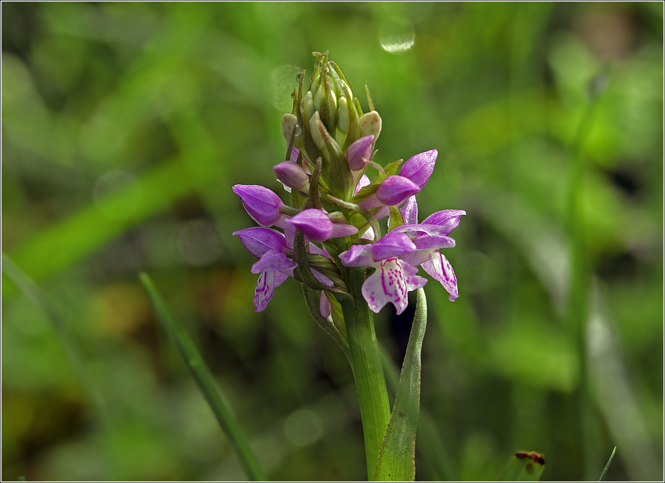 Изображение особи Dactylorhiza baltica.