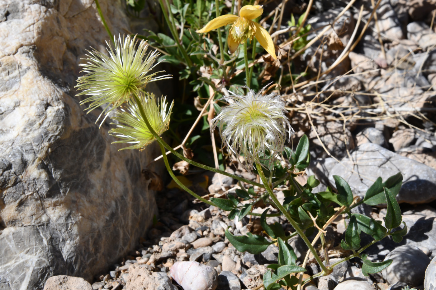 Image of Clematis tangutica specimen.