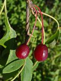 Malus mandshurica. Соплодие. Хабаровский край, окр. г. Комсомольск-на-Амуре, дол. руч. Тёплый ключ. 06.09.2024.