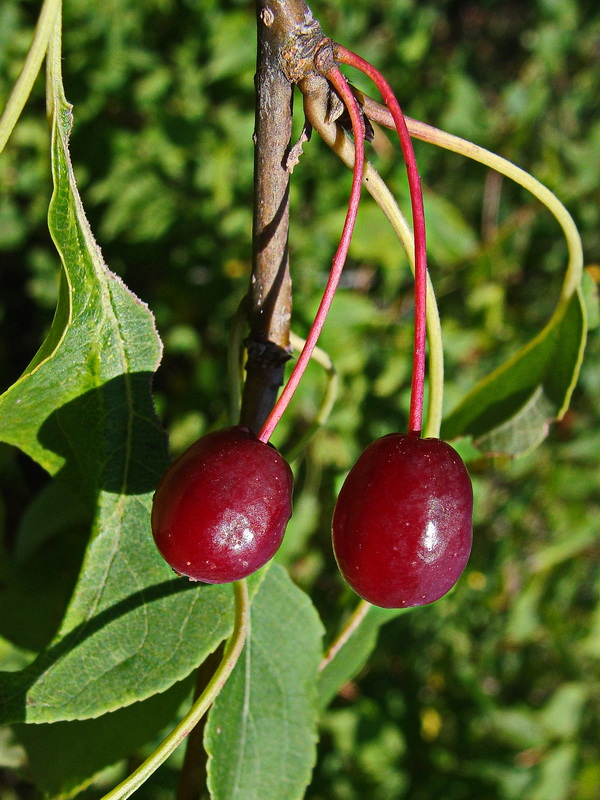 Image of Malus mandshurica specimen.