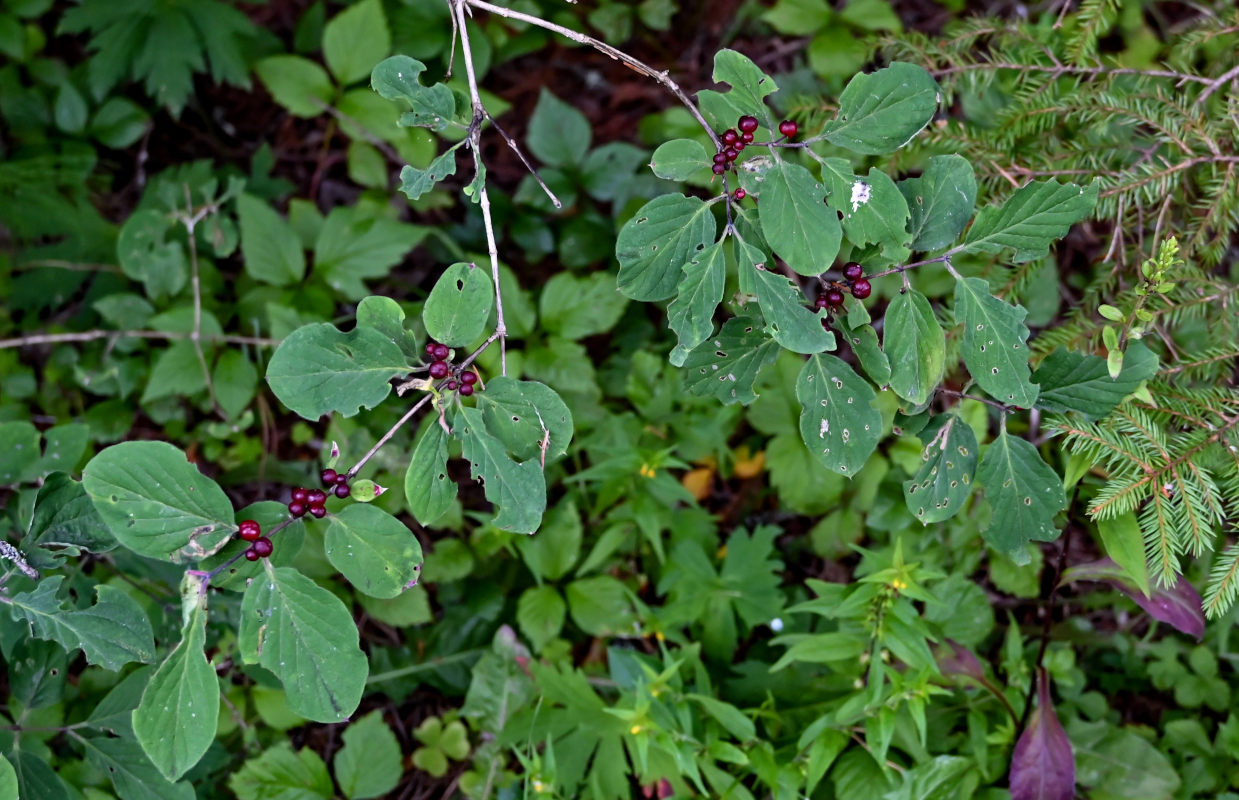 Изображение особи Lonicera xylosteum.