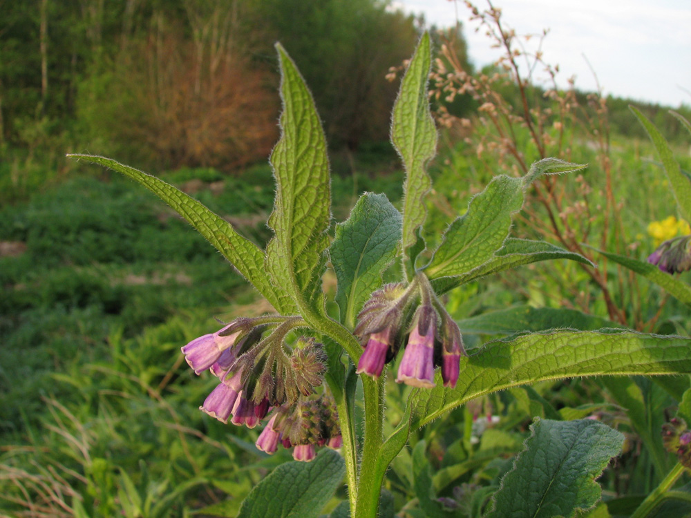 Изображение особи Symphytum officinale.