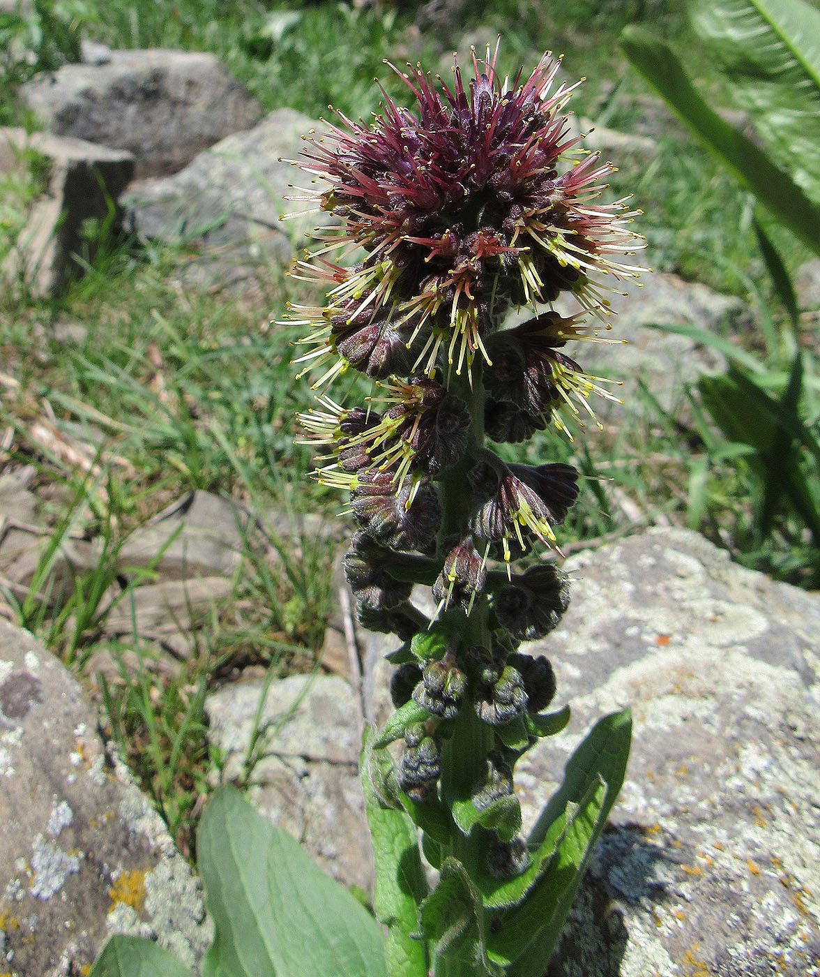 Изображение особи Solenanthus circinnatus.