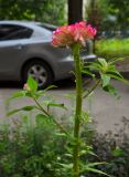 Celosia cristata