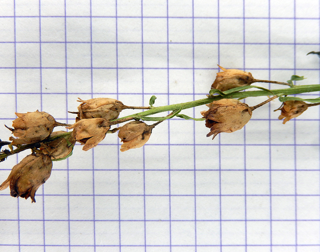 Image of Linaria vulgaris specimen.