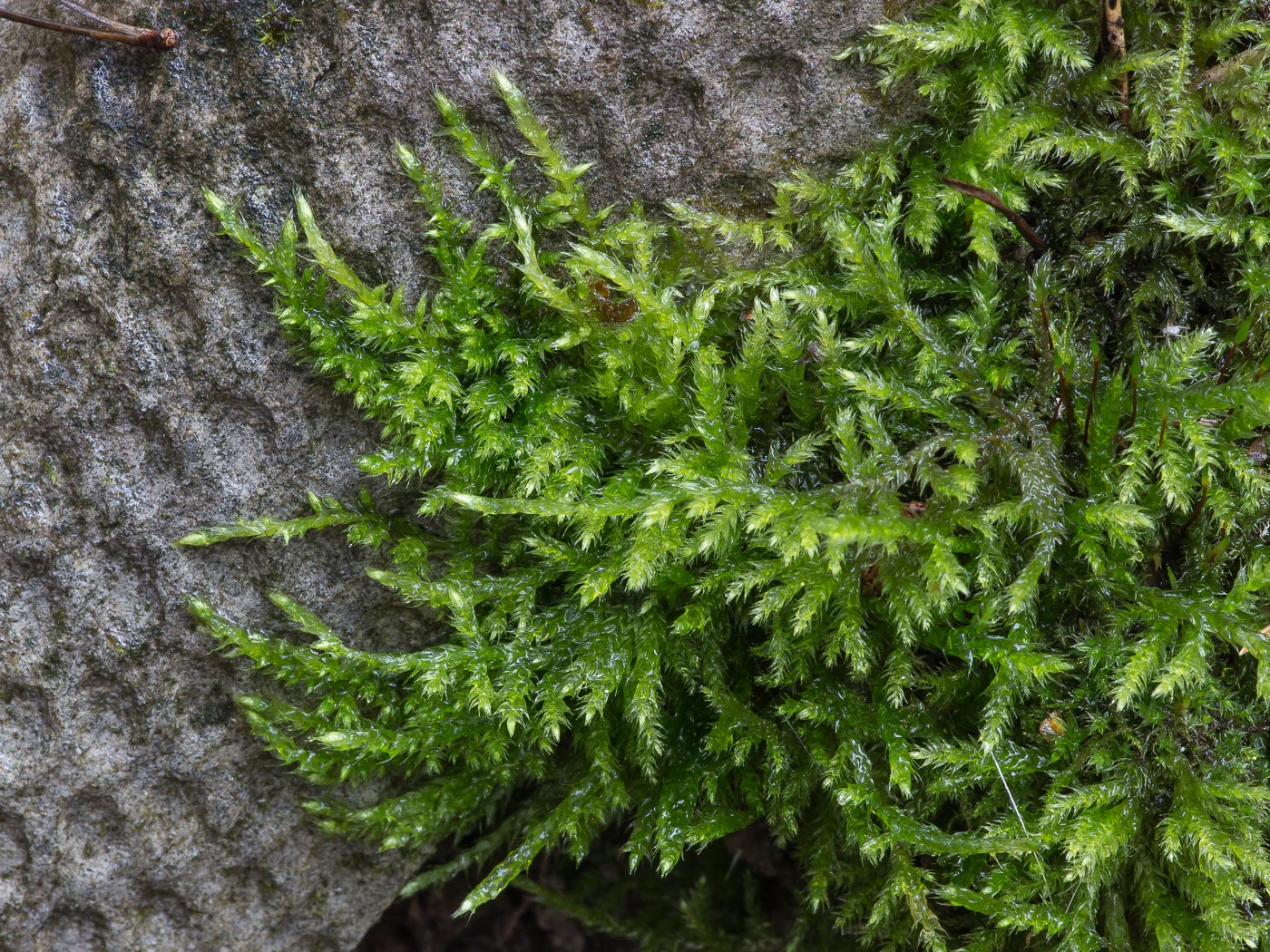 Изображение особи семейство Brachytheciaceae.