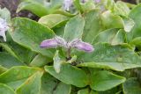 Pennellianthus frutescens