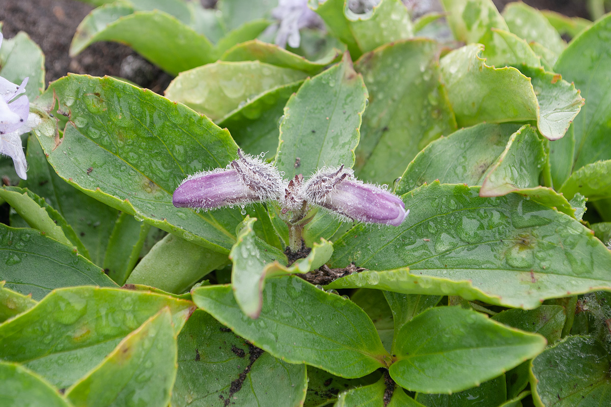 Image of Pennellianthus frutescens specimen.