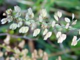 Смотреть изображение Microthlaspi perfoliatum
