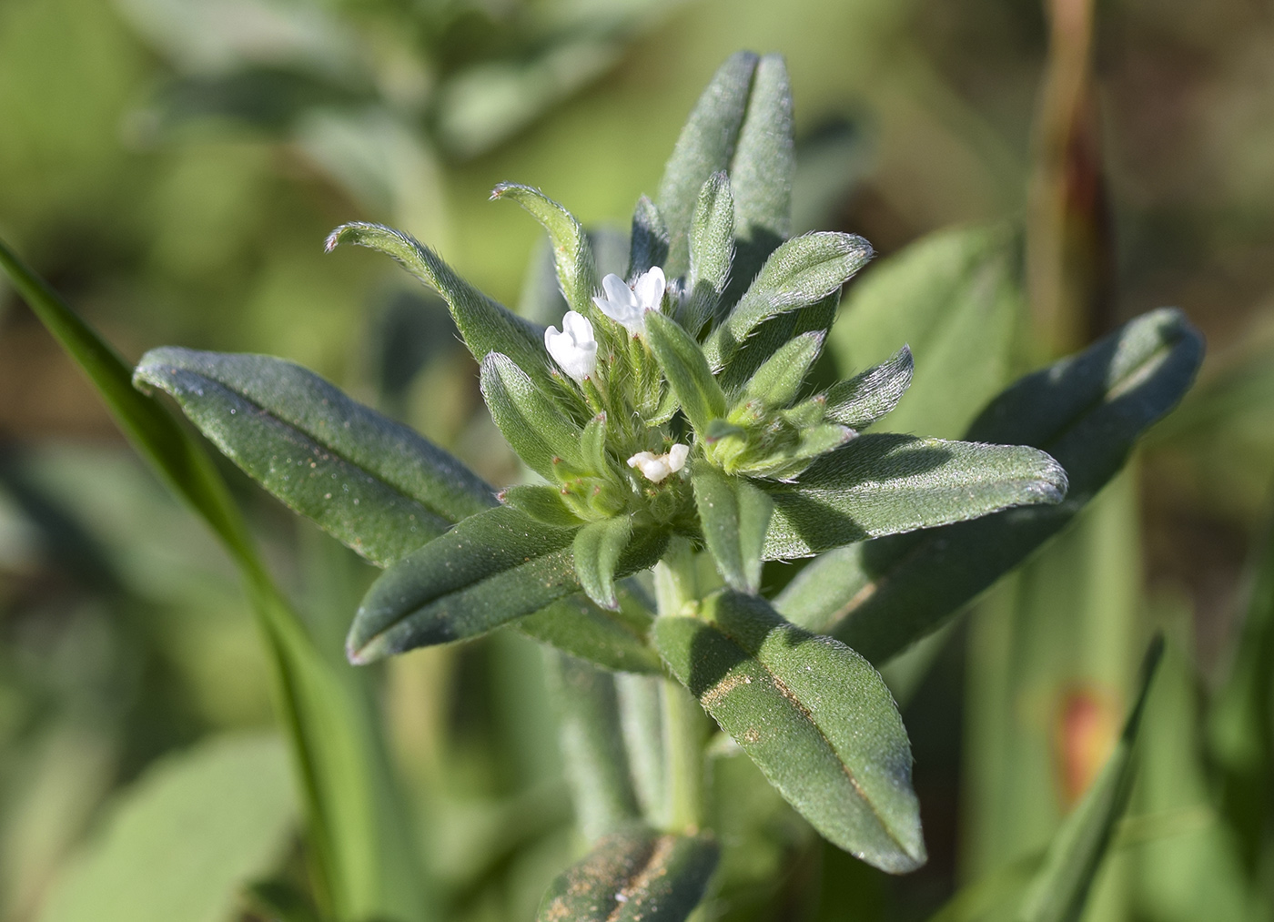 Image of Buglossoides arvensis specimen.