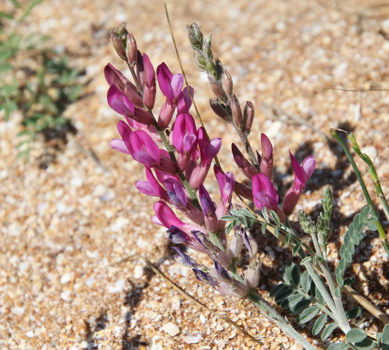 Image of Astragalus varius specimen.