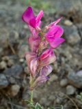 Hedysarum tauricum