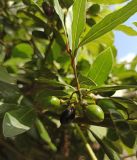 Laurus nobilis