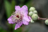 Rubus sanctus. Цветок. Республика Абхазия, г. Сухум. 24.08.2009.