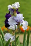 genus Iris
