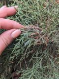 genus Juniperus