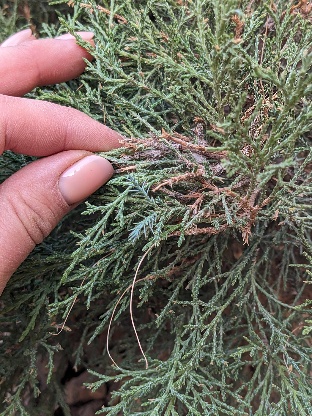 Image of genus Juniperus specimen.
