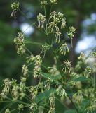 Смотреть изображение Thalictrum kemense