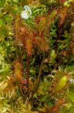Смотреть изображение Drosera anglica