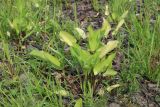 View full-size image Eryngium planum