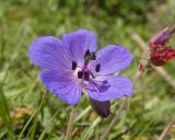 View full-size image Geranium ruprechtii
