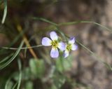 View full-size image Aubrieta canescens