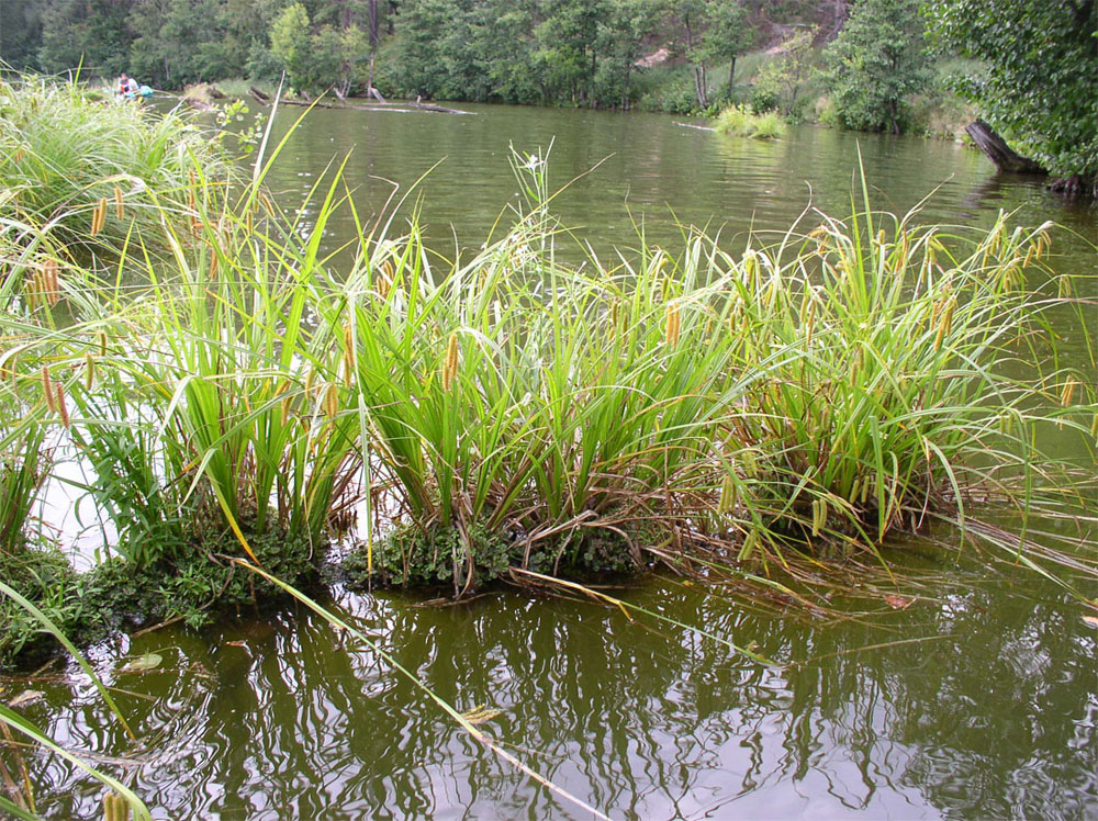 Image of Carex pseudocyperus specimen.