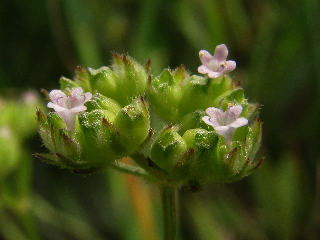 Image of Valerianella pumila specimen.