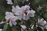 View full-size image genus Rhododendron
