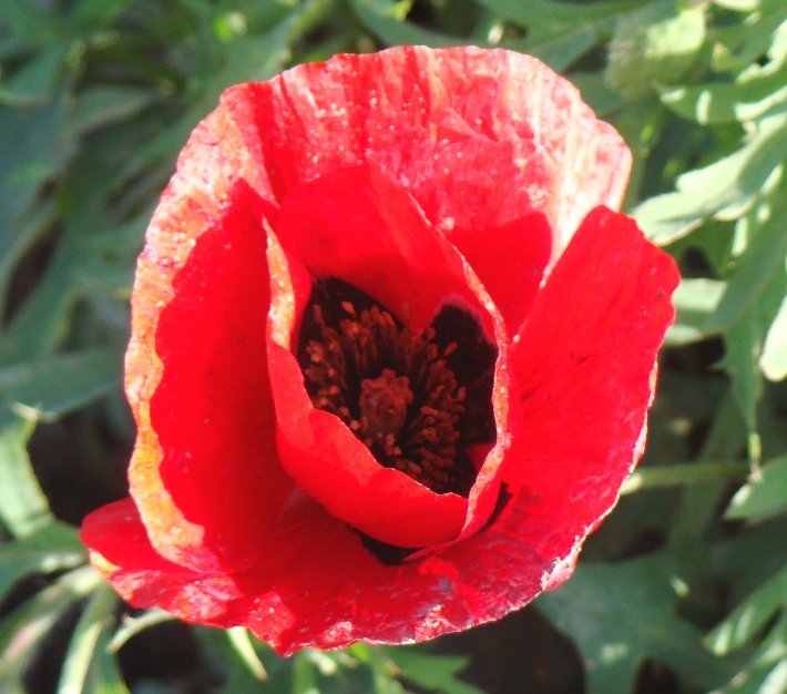 Image of Papaver macrostomum specimen.