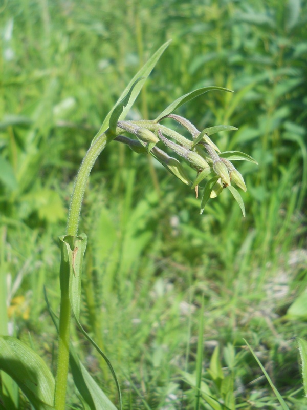 Изображение особи Epipactis palustris.